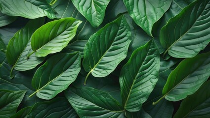 Poster - Lush Green Leaf Texture Background Ideal for Nature Inspired Designs and Eco-Friendly Themes