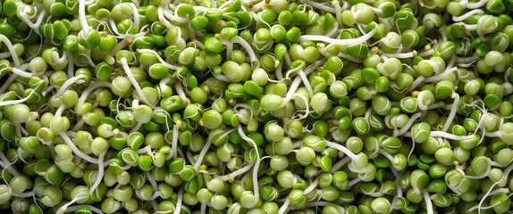 Poster - Fresh Green Mung Bean Sprouts Rich in Protein Healthy Food Background with Copy Space for Text or Graphics