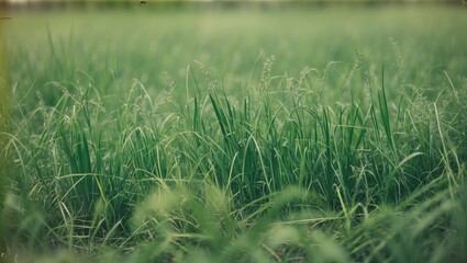 Aufkleber - Lush Green Grass Landscape Close-Up Natural Background Texture for Eco-Friendly Designs and Nature-Themed Projects