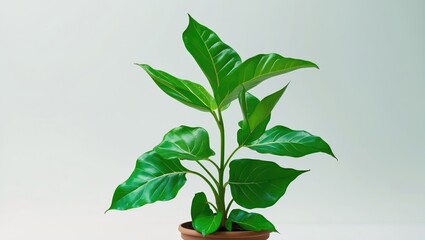Aufkleber - Aglaonema plant with vibrant green leaves in a terracotta pot against a soft white background showcasing its lush foliage.