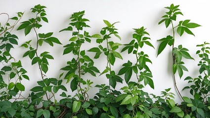 Fototapete - Medicinal Plant Vines with Green Leaves Forming Natural Border Against White Background Ideal for Health and Wellness Themes in Advertising.