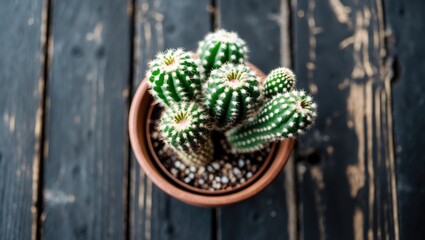 Wall Mural - Cactus Plant in Clay Pot on Dark Wooden Table Top View with Lush Green Succulent Texture and Natural Soil Elements