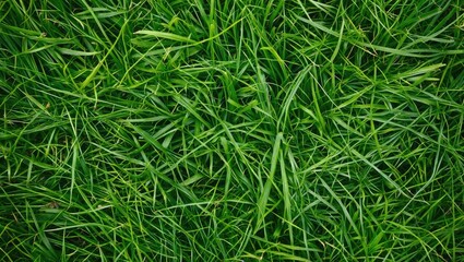 Poster - Lush Green Grass Texture from Above Creating a Vibrant Natural Background for Design and Creative Projects