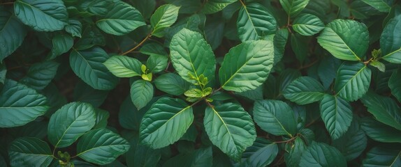 Poster - Lush Green Leaves Overhead View with Vintage Color Tone and Space for Text in Natural Garden Setting