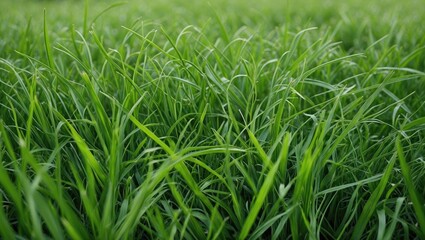 Aufkleber - Vibrant Green Grass Field Texture Ideal for Natural Background and Text Overlay in Nature-Themed Designs or Projects
