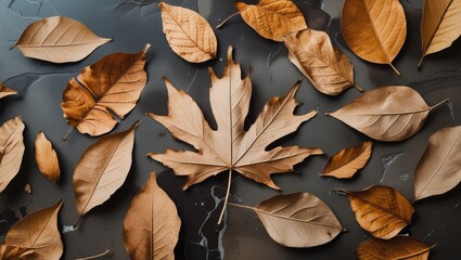 Poster - Autumn leaves arrangement on dark surface showcasing textured natural backgrounds for seasonal design and decor.