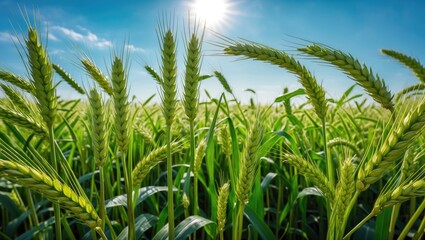 Aufkleber - Vibrant Green Wheat Field Under Bright Sunlight on Clear Day with Blue Sky and Natural Agricultural Landscape