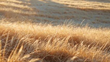 Poster - Golden Dry Grass Field Under Warm Afternoon Light with Blank Space for Text Overlay