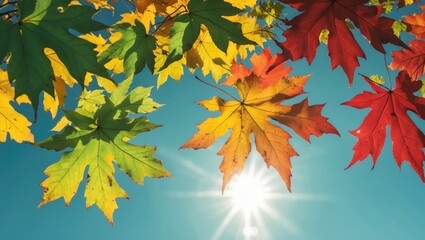 Poster - Vibrant autumn maple leaves in green yellow and red against a bright blue sky with sunlight creating a warm and inviting atmosphere