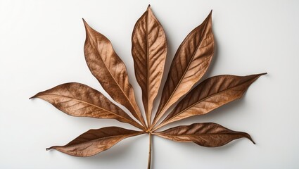 Poster - Dry brown plant leaf with intricate veins isolated on a clean white background showcasing natural textures and shapes for artistic compositions.