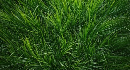 Aufkleber - Vibrant top view of lush green grass texture with varied heights and shades ideal for nature backgrounds and design projects