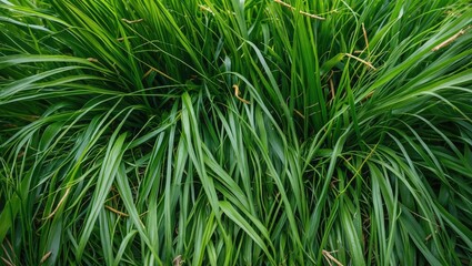 Leinwandbilder - Lush green grass texture background perfect for nature and landscaping designs
