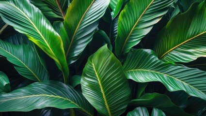 Poster - Lush Green Tropical Leaves Abstract Background with Macro Focus on Flowing Lines and Textures of Nature. Ideal for Relaxing Decor and Design.