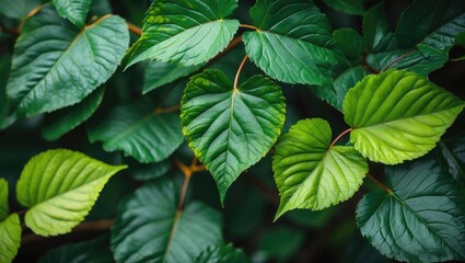 Poster - Tricolor Leaf Texture Closeup in Nature with Heart-Shaped Leaves Showcasing Vibrant Green Tones and Rich Plant Life Aesthetics.