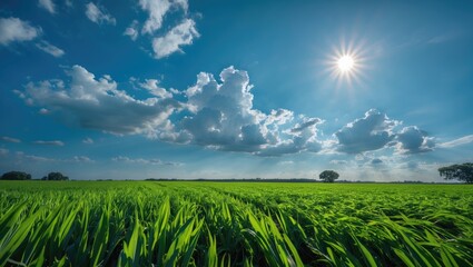 Aufkleber - Vibrant Green Field Under Bright Blue Sky with Fluffy Clouds and Radiant Sunlight