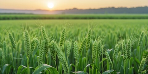 Aufkleber - Sunlit Green Wheat Field at Sunrise with Clear Sky and Ample Space for Text Overlay
