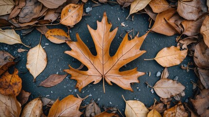 Poster - Autumn leaves scattered on the ground with a prominent maple leaf in the center showcasing seasonal beauty and earthy tones.