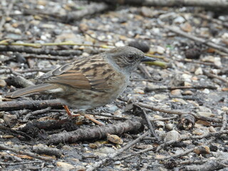 Wall Mural - A brownish-gray little bird sits low on the ground with sticks