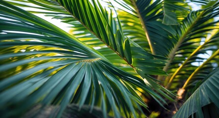 Poster - Lush Tropical Palm Tree Leaves in Natural Light with Shallow Depth of Field Background