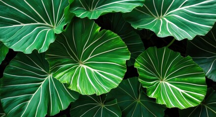 Poster - Elephant ear leaves showcasing vibrant green hues and striking white vein patterns creating a natural, lush texture background.