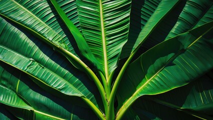 Poster - Lush Green Texture of Banana Palm Tree Leaves with Abstract Shadows and Vibrant Lines as Nature Background for Design and Decor Use