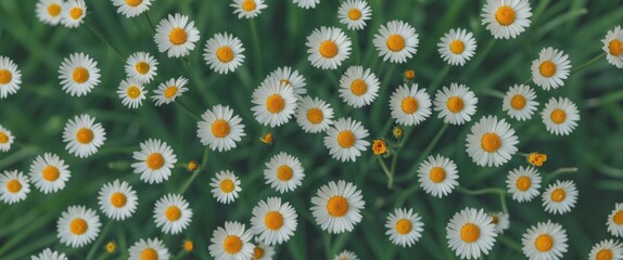 Poster - Daisies Blooming in Lush Green Field with Ample Space for Text Overlay or Graphic Design Elements