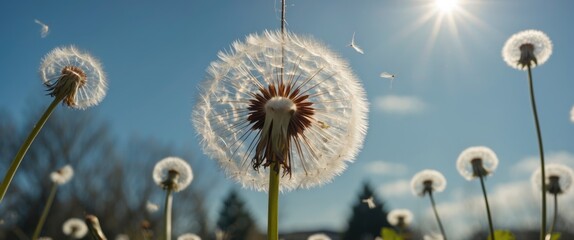 Poster - Dandelion Flowers In A Garden Against Clear Sky With Sunlight And Copy Space For Text Use In Nature And Spring Themes