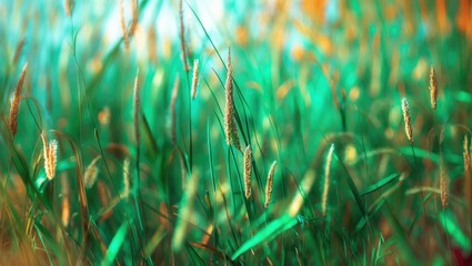 Poster - Serene defocused abstract background featuring lush green reed grass with hints of golden hues in natural lighting.
