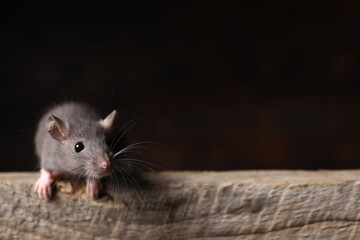 Wall Mural - Grey rat on wooden plank, space for text. Pest control