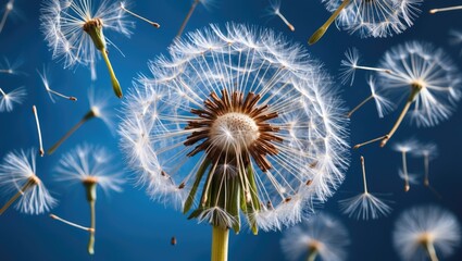 Poster - Dandelion Seeds in Motion Against a Vibrant Blue Background Capturing the Beauty of Nature's Transformation and Seed Dispersal