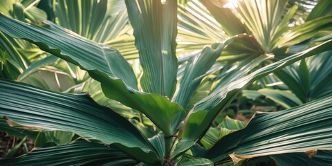 Poster - Cycad Leaf Textured Background with Natural Lighting and Ample Space for Text Overlay