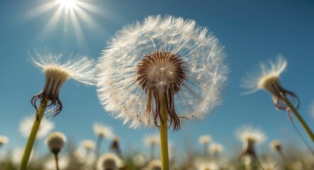 Poster - Dandelion Flowers Glowing Under Bright Sunlight with Clear Sky and Space for Text Overlays