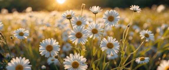 Poster - Daisy Flowers Bathed in Warm Golden Light During Sunrise in Tranquil Natural Field