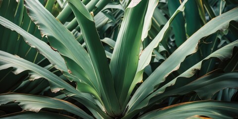 Poster - Cycad Leaf Background Featuring Lush Green Foliage with Ample Empty Space for Text or Design Elements