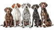 © Infinity Lens - Friendly german shorthaired pointer dogs collection on white background - standing, portrait and sitting.