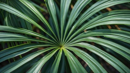 Sticker - Green palm leaves arranged in a radial pattern with visible textures and details, suitable for backgrounds and nature themes, Copy Space