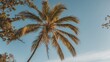 © pngking - Tropical palm tree with lush green fronds against a clear blue sky in a sunny outdoor setting Copy Space