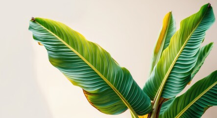 Sticker - Close-up of vibrant banana plant leaves with intricate texture against a soft neutral background Copy Space