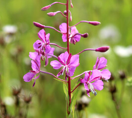 Wall Mural - Epilobium angustifolium blooms in nature in summer