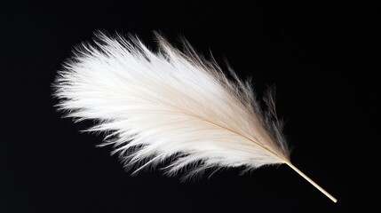 Aufkleber - Delicate White Feather Duster Captured with Soft Lighting on a Black Background for Elegant Home Decor