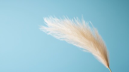 Poster - Delicate Lightly Colored Feather Duster Against a Soft Blue Background Capturing the Essence of Airy Elegance and Natural Beauty