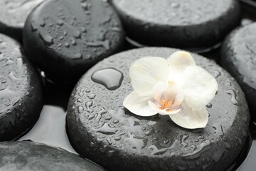 Wall Mural - Spa stones and flower in water, closeup