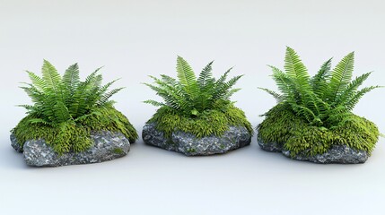 Poster - Three ferns on rocks, studio shot, white background, 3D render, website design