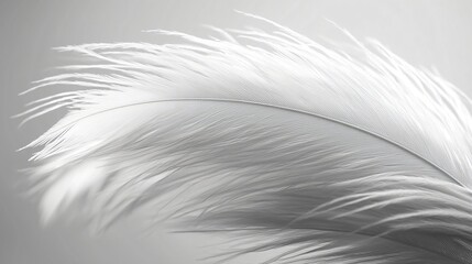 Canvas Print - White ostrich feather, elegant, soft, studio shot, neutral background, design element