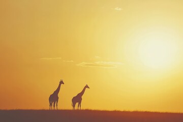 Fototapete - Giraffes standing gracefully under a stunning sunset in the savannah, creating a serene wildlife moment. Generative AI