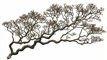 Winter tree branch, isolated, white background, nature design
