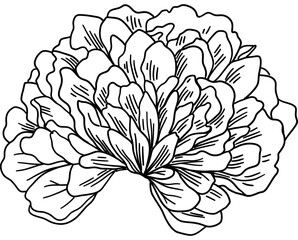 Wall Mural - Peony Detailed Line Art