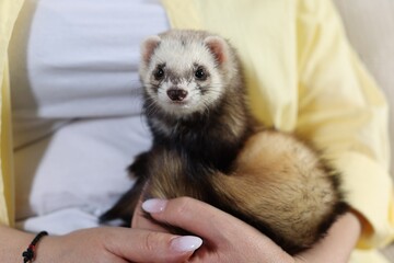 Wall Mural - Woman with cute ferret, closeup. Domestic pet