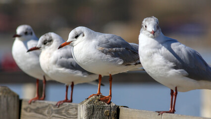 Wall Mural - seagulls perching on the pier