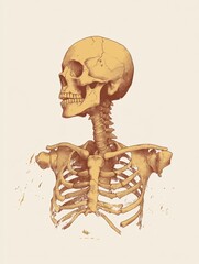 Poster - Detailed anatomical illustration of a human skeleton in profile view showcasing skeletal structure and features. Generative AI